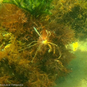 20220803 Gewone hooiwagenkrab (Common Spider Crab - Macropodia rostrata) bij Geersdijk in het Veerse Meer